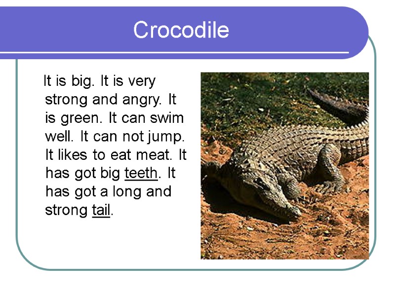 Crocodile    It is big. It is very strong and angry. It
